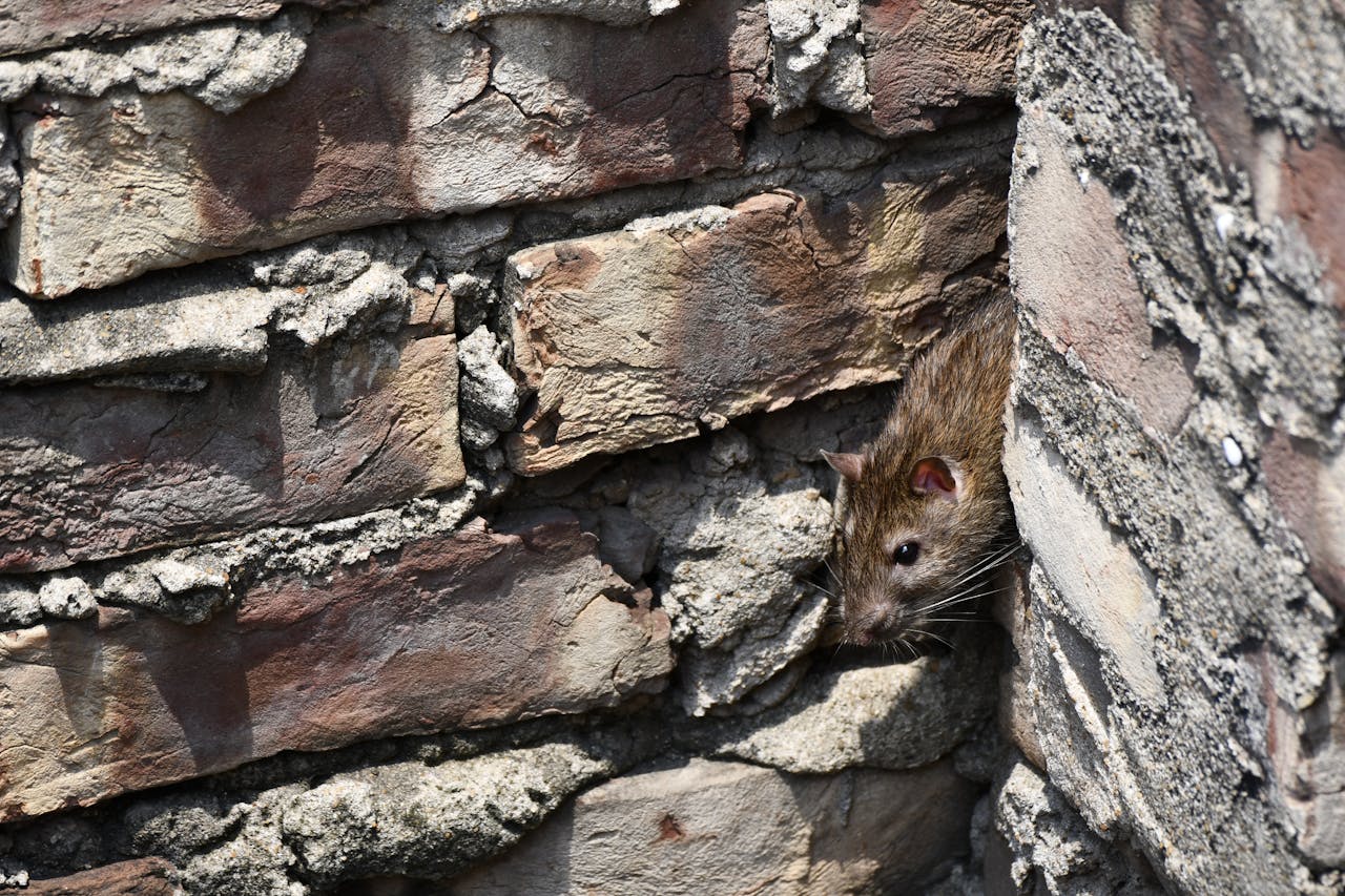 services-01 A close-up image of a rat peeking from a brick wall outdoors.