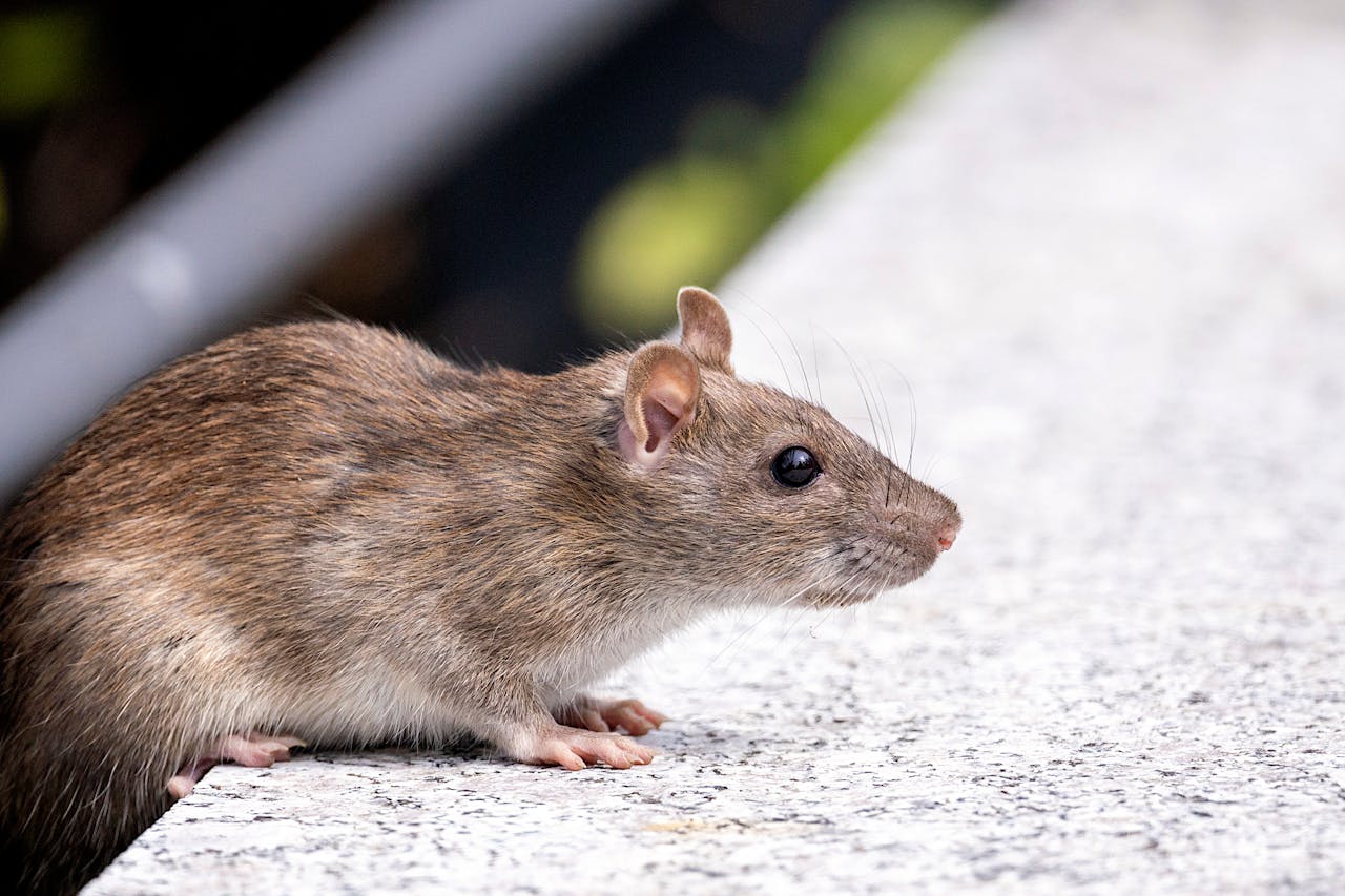 gallery-2 A detailed photo of a brown rat (Rattus norvegicus) on a concrete surface outdoors.
