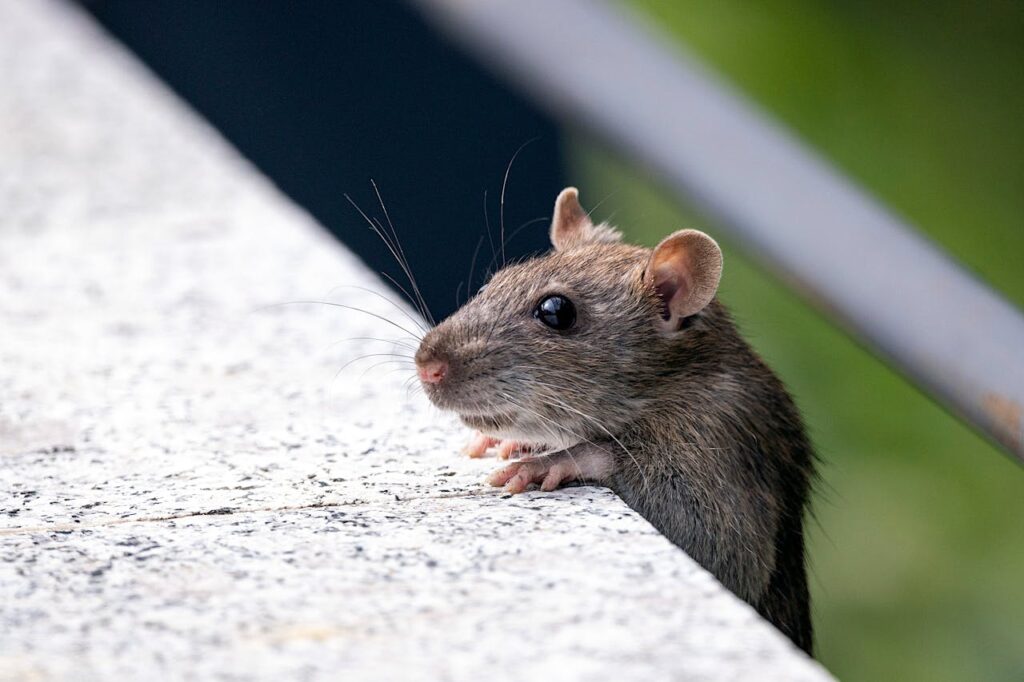 pexels photo 14399485 Close-up of a house mouse peeking over a concrete edge outdoors.