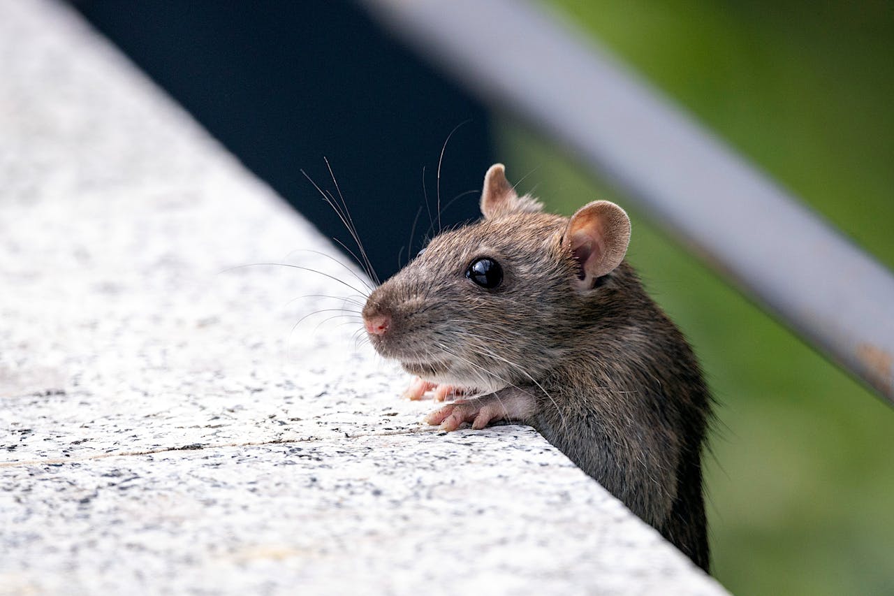 services-02 Close-up of a house mouse peeking over a concrete edge outdoors.