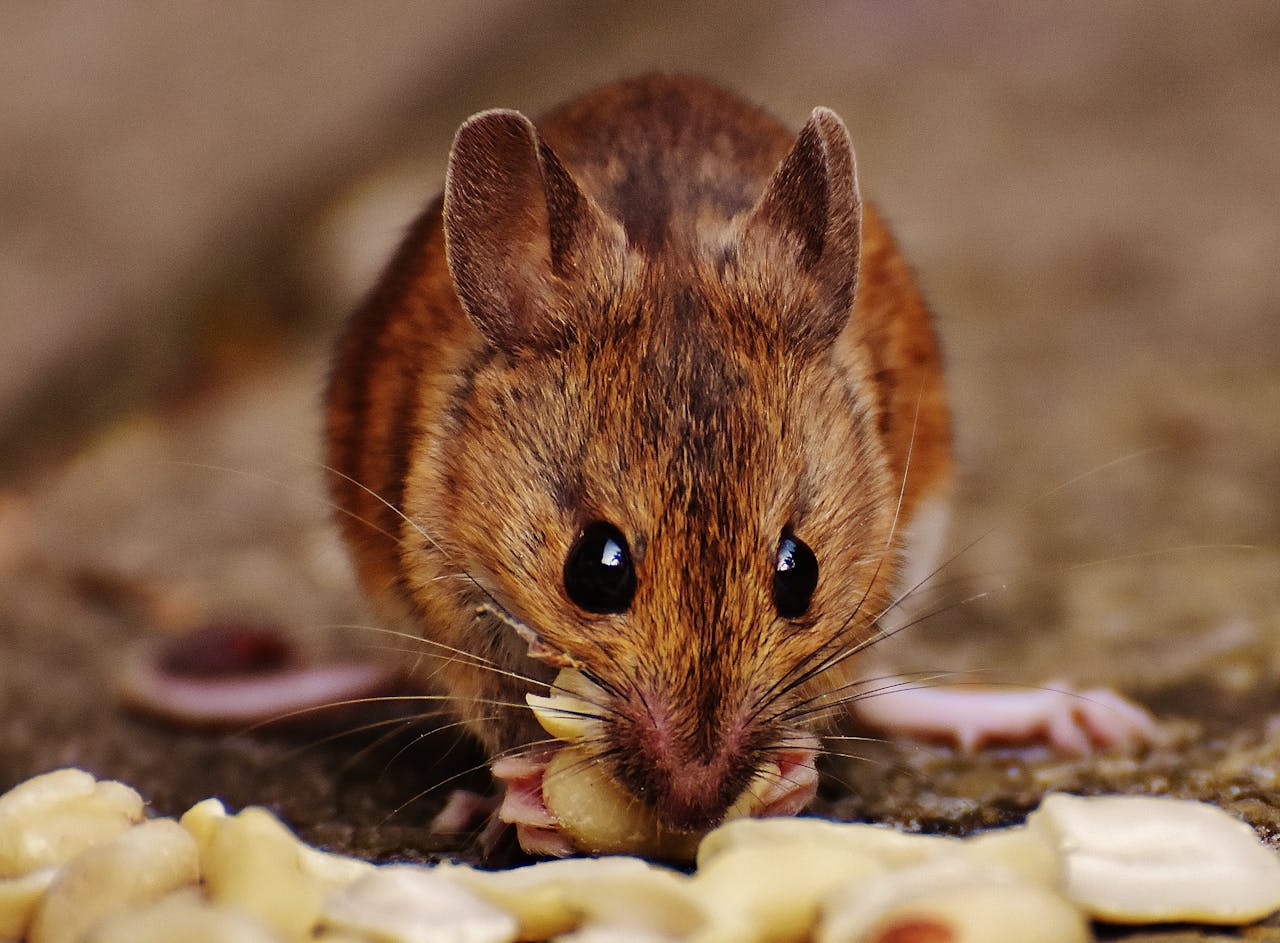gallery-1 Close-up of a cute mouse nibbling on scattered nuts indoors.