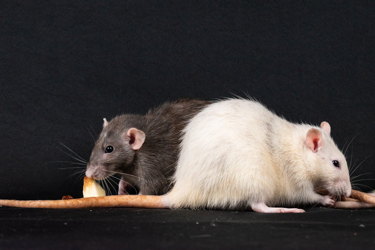 about-01 Two pet rats enjoying food against a black background, highlighting rodent companionship.