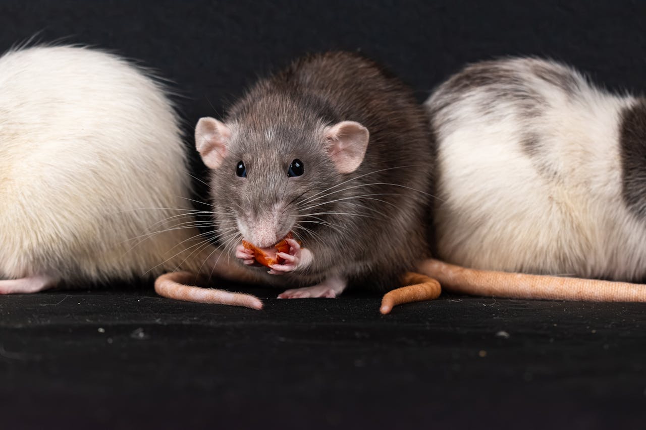 why-choose-us Three domestic rats, including a gray rat, enjoying a snack in a close-up shot.
