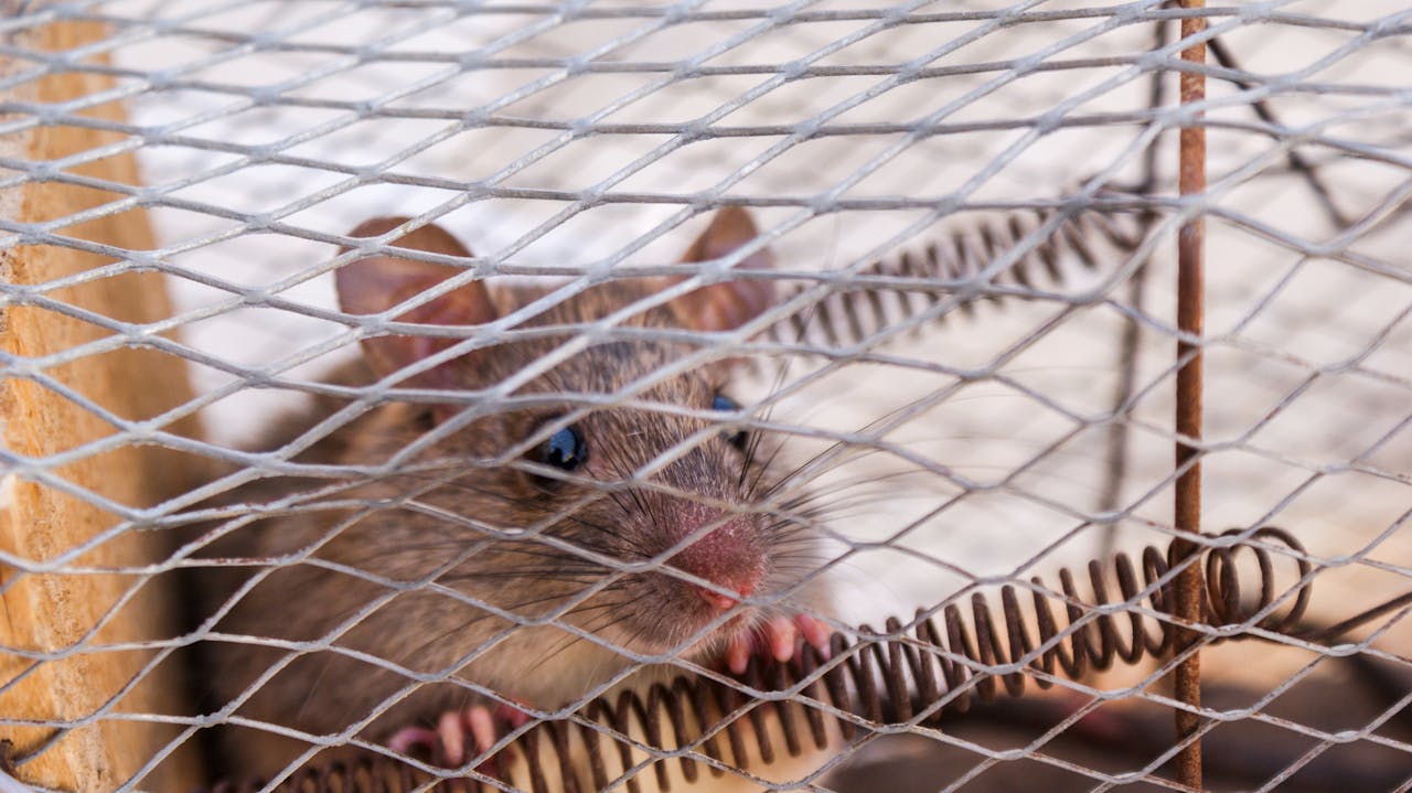 hero-img-02 A close-up shot of a rat peeking through a wire cage, capturing its curious expression.