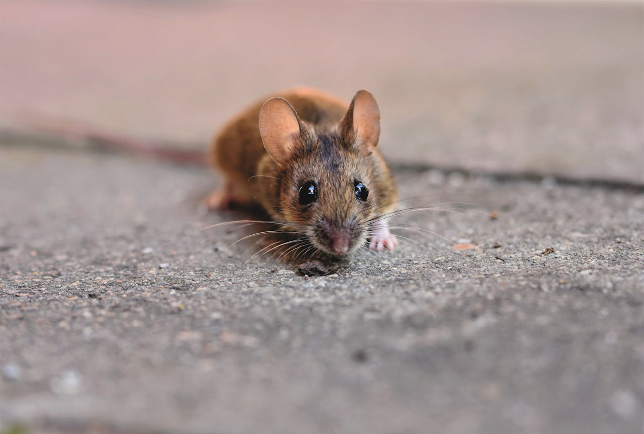 hero-img-01 A detailed close-up of a small mouse showcasing its whiskers on a textured concrete surface.